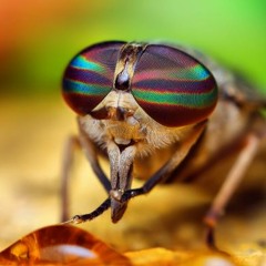 Agent K - The Fly Who Buzzed Me(unmastered)