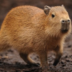 Ode To Brennan, Capybaras, & Sloths