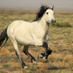 Comanche