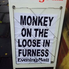 Monkey On The Loose