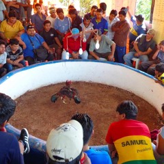 Cockfight in Coroico, Bolivia