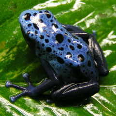 Cosmik Vibe - The Frog