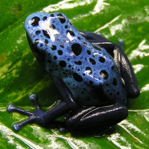 Cosmik Vibe - The Frog