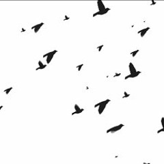 Fishermen's Stew - Chasing Pigeons in the Rain