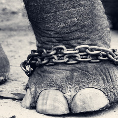 Elephant Chained Ft $aber Cioran (Zadicke Hernandez - Del Arquetipo a la Entelequia)
