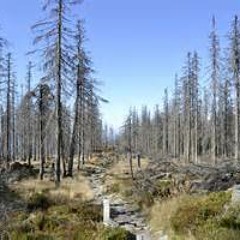 Andrix Mental Orchestra - For the Trees