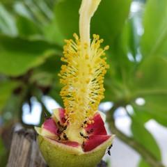 Fonuvaalythoa Maadhurah