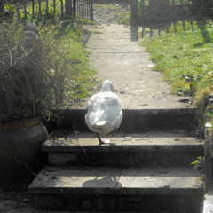 Pilote - 'When The Romance Been Gone'