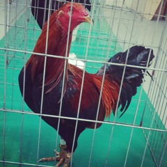 Grupo Fernandez - Cachas Doradas