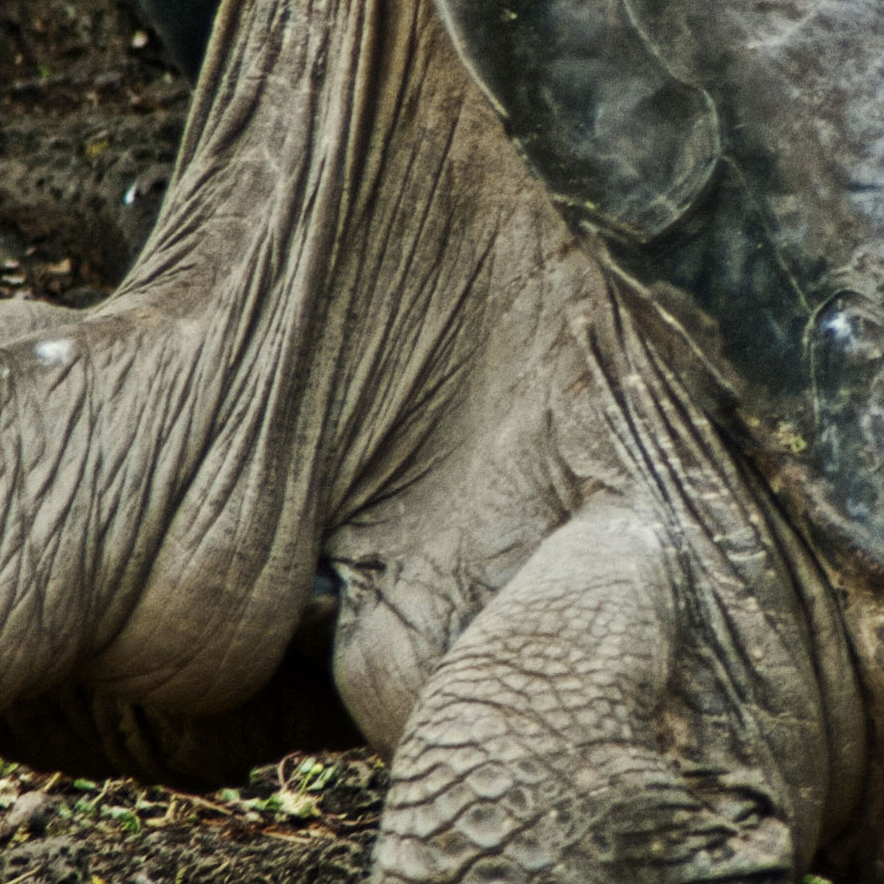 Lonesome George episode artwork