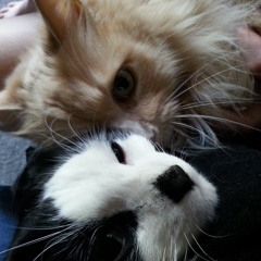 Shower Tunes 1 - Family Portrait originally sung by P!nk