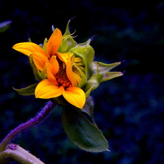 Eeyore The Troubadour