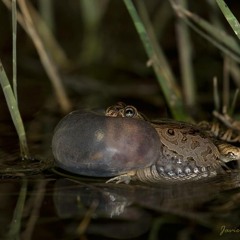 Physalaemus biligonigerus