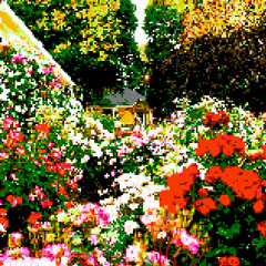 Jardín de rosas (Duncan Dhu)