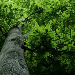Au Bois De Hêtre