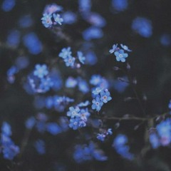 1 꽃처럼 한 철만 사랑해 줄 건가요? - 심규선(Lucia)