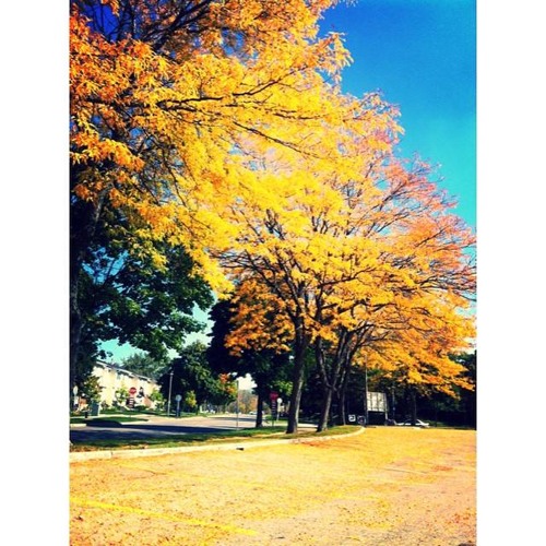 For Fall