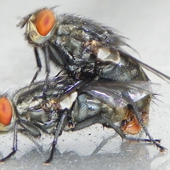 HOT MAMA'S FLIES by JIMMY PINKO & MIKE MCCORRY