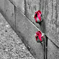 'CONCRETE ROSE' (ProdBy_DR.)