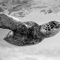 Dudster - Astropolis