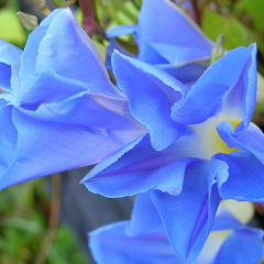 IPOMOEA for solo violin