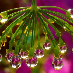 Drops Of Light