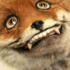 Fox Hunting