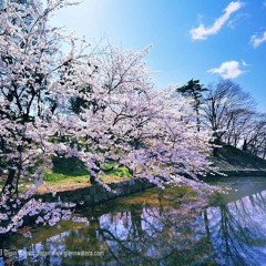 Sakura Reflection