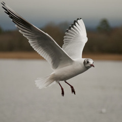 Folker