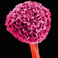 The Mould - Natureproduct