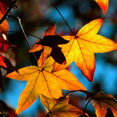 Chris Brown - Autumn Leaves (Rendition) By SoMo