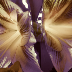 WHERE THE LILYS GROW WILD by Rex.. feat. Tante Meli