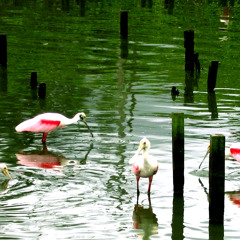 Coisas da Gente - JohnsonMayer by MarcosWellber