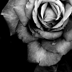 I WILL NOT STAND FOR THIS