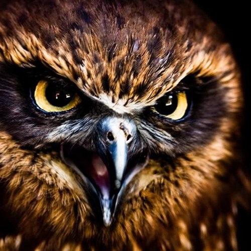 Reflections freestyle