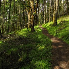 Through the Woods