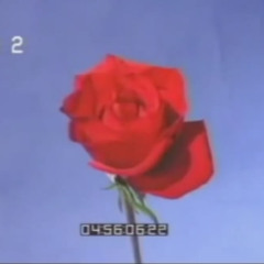 Roses For The Lovely Lucifer