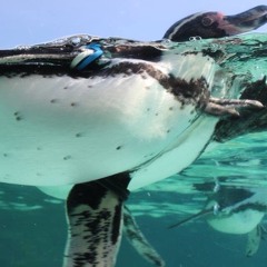 #LongSkyMixHasa(30 MIn Freestyle)Manixmall,Juicy B, YungGucciMane