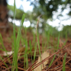 Field Recording:  Ambient Nature Below, War Planes Above