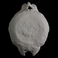 The Songs of Icelandic Humpback Whales (extract)