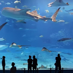 Benjamin Ruby (Barcelona) - Please Don't Go (Piano Cover)