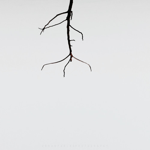 Bobby contenti music