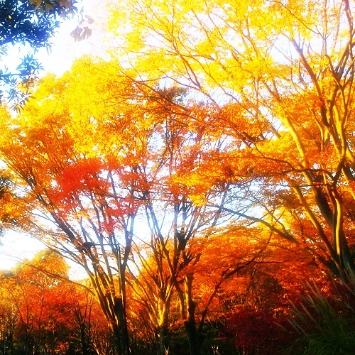 過ぎ行く秋