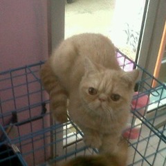 Tak enak kasi' kucing (Puck Mude Cover)