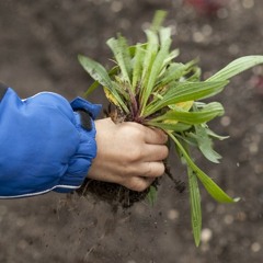 Uprooting The Weeds Of Bad Habits