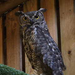 Great Horned Owl duet