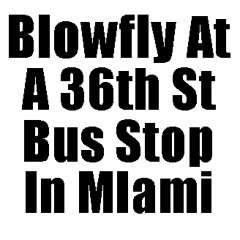 Blowfly at a 36th St Bus Stop In Miami