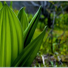 FIELDNOTES: I report on the "native invasive" Corn Lily & the "Strong Man Circle"
