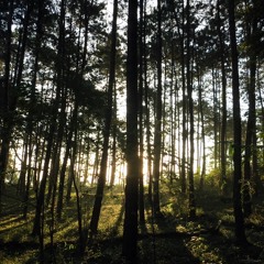 Nature ambient, pine forest in the early morning