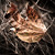 Artwork for Golden Leaves - Passenger Cover